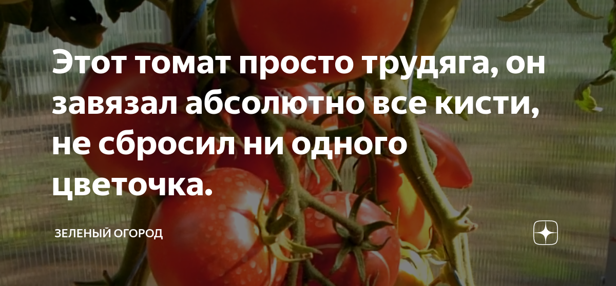 Этот томат просто трудяга, он завязал абсолютно все кисти, не сбросил ...