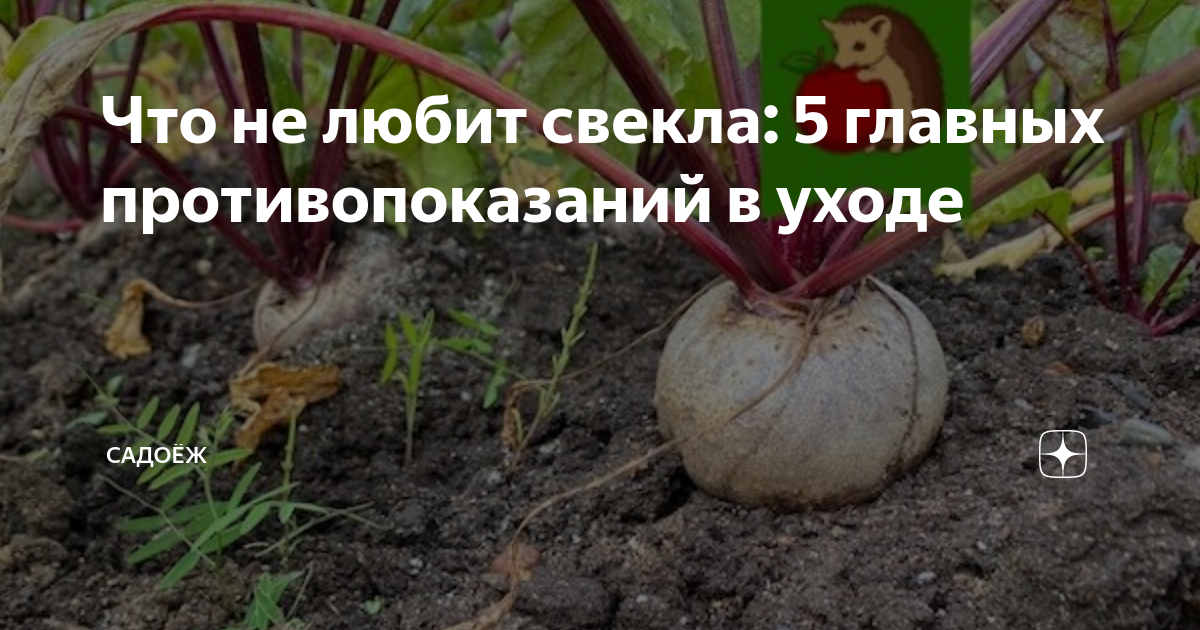 Преимущества свеклы для собак