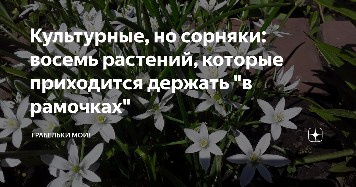 Культурные, но сорняки: восемь растений, которые приходится держать "в ...