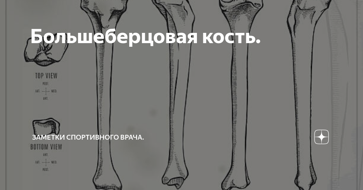 ступни скелета белые. берцовая кость в скелете. кости голени собаки анатомия. кость нижней конечности анатомия. нога мужская и женская кости.