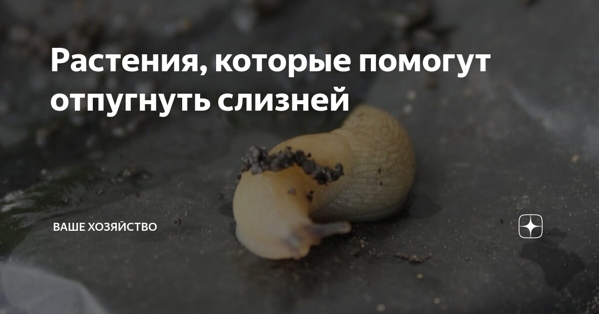 Растения, которые помогут отпугнуть слизней | Ваше хозяйство | Дзен