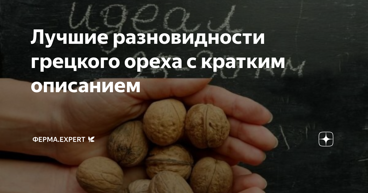Лучшие разновидности грецкого ореха с кратким описанием | Ферма.expert ...