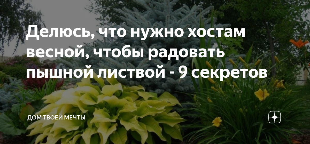 Чем подкормить хосту весной в мае. Ландшафтный дизайнер Арне Мейнард. Болезни укропа. Удобрение для хосты. Шпаргалка для дачников и огородников.