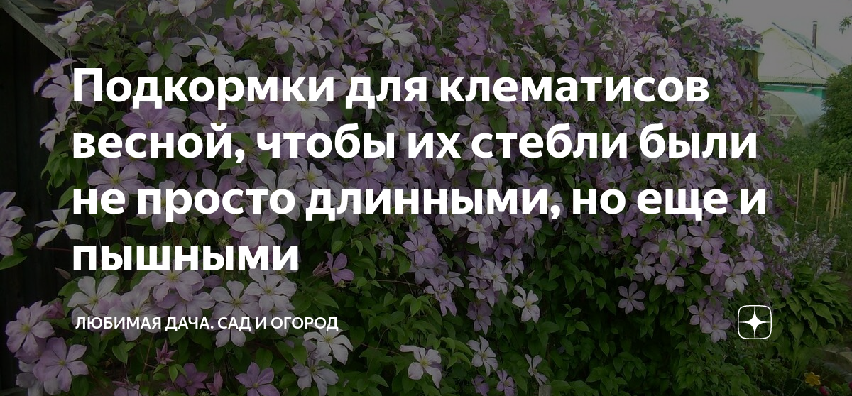 Подкормки для клематисов весной, чтобы их стебли были не просто ...