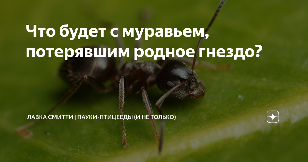 Лаврентьева нос повесил муравей. Путешествие муравья бианки. Муравьишка вопросик и мудрая черепаха. Придумать сказку про муравья. Муравей вопросик окружающий мир 1 класс.