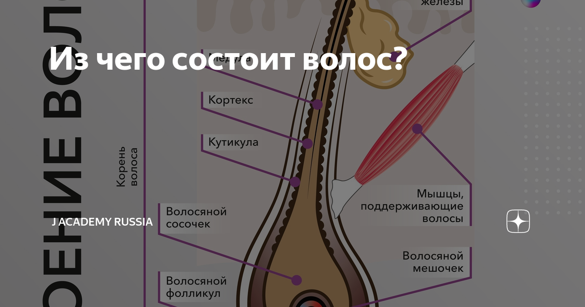 Из чего состоит волос человека. Строение волосяного фолликула. Строение волоса из чего состоит. Строение волоса кутикула кортекс медула. Из чего состоит структура волоса.