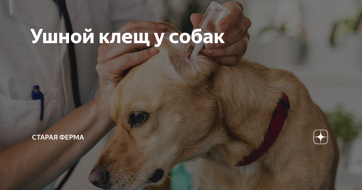 как лечить собаку от ушного клеща