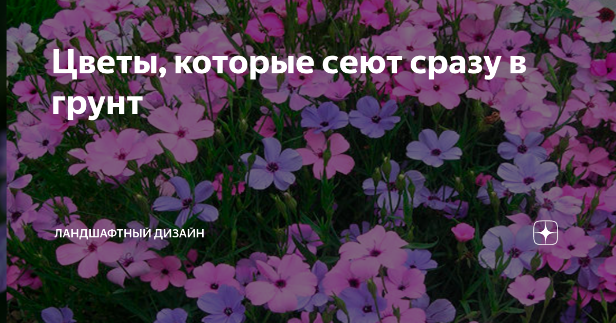 Цветы, которые сеют сразу в грунт | Ландшафтный дизайн | Дзен