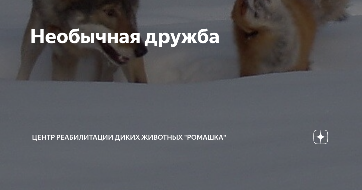 Необычная дружба | Центр реабилитации диких животных "Ромашка" | Дзен
