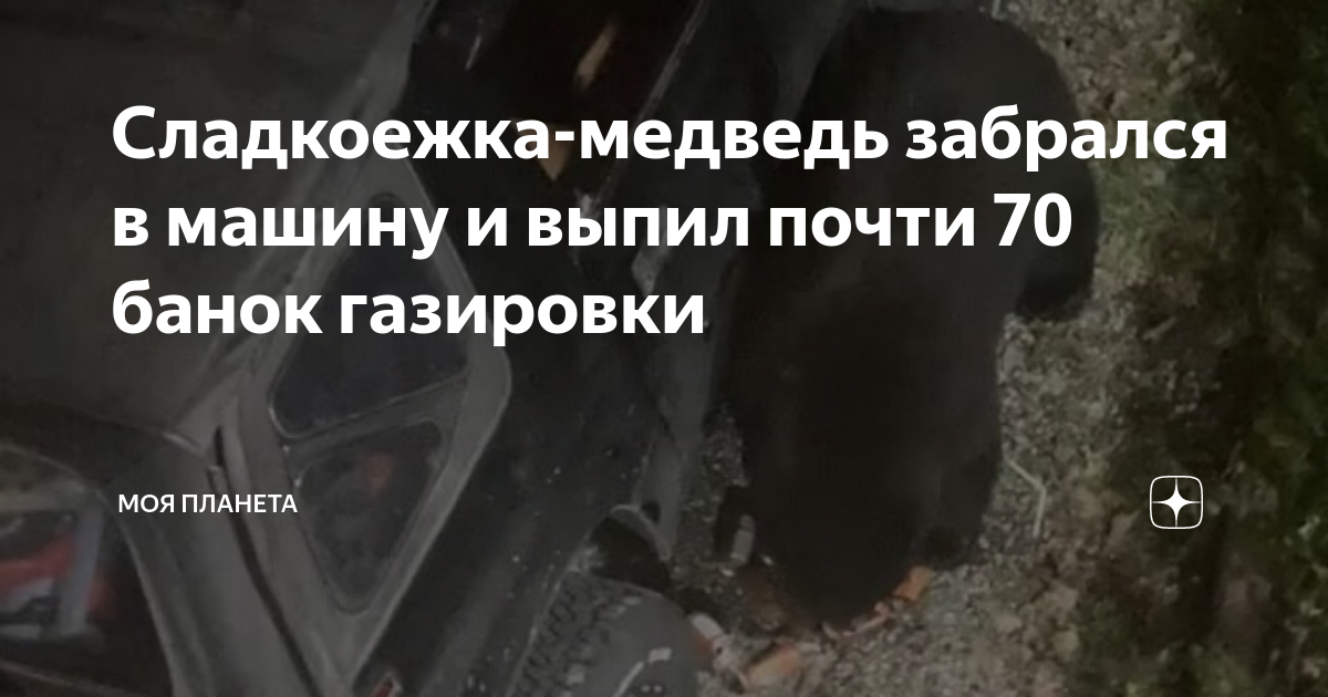 Медвежата украли телефон охранника и отправили смешные фото в соцсети