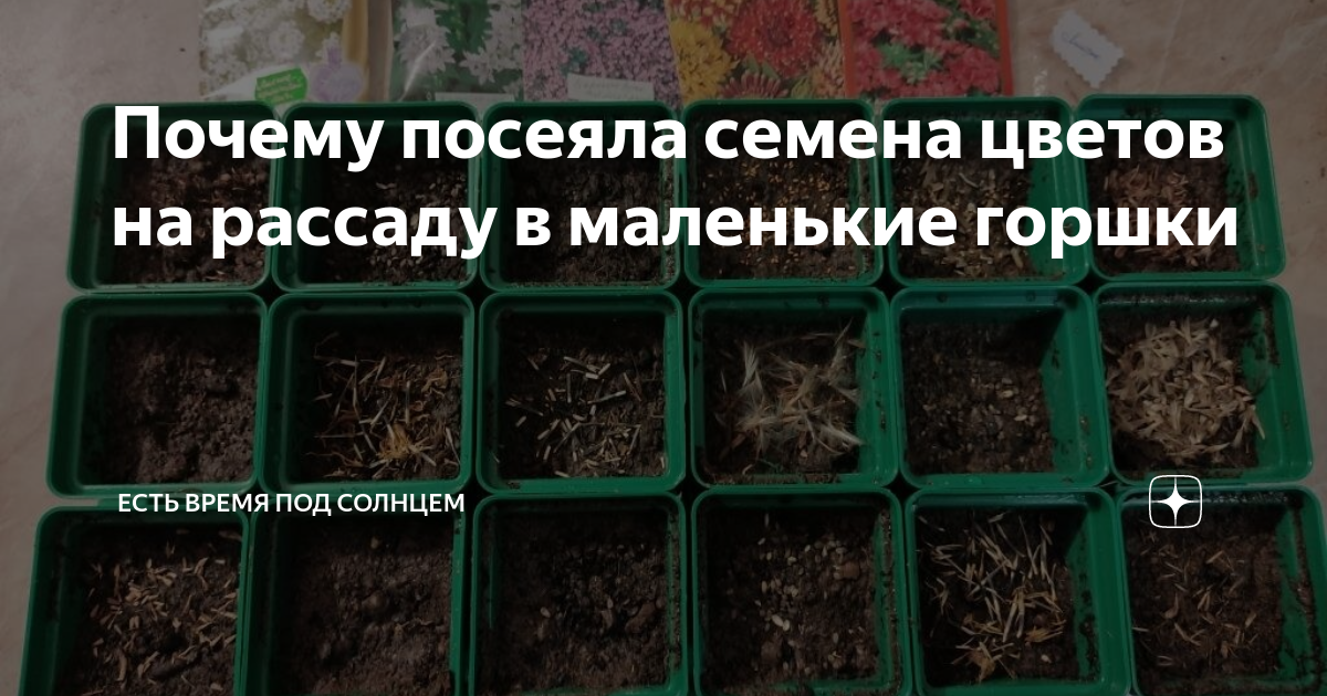 Почему посеяла семена цветов на рассаду в маленькие горшки | Есть время ...