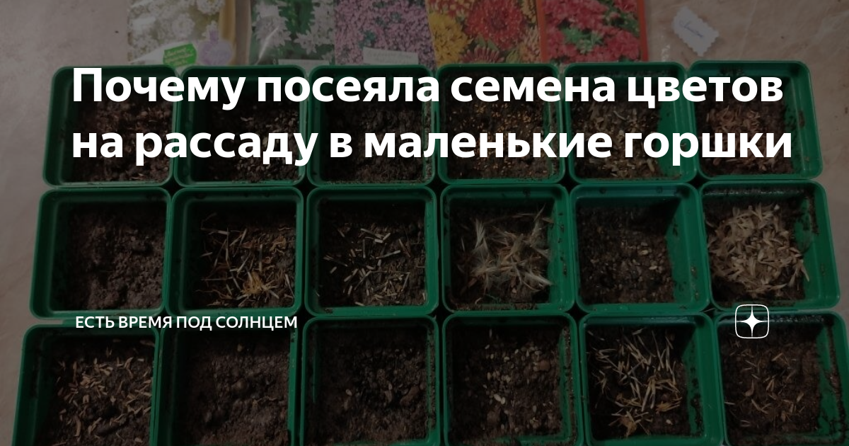 Когда сеять семена на урале. Энотера рассада. Во что распикировать рассаду. Гайлардия пикировка рассады. Колеус пикировка рассады.