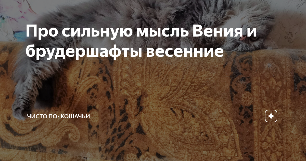 Про сильную мысль Вения и брудершафты весенние | Чисто по- кошачьи | Дзен
