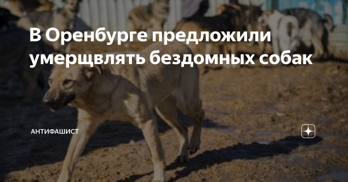 умерщвления собаки