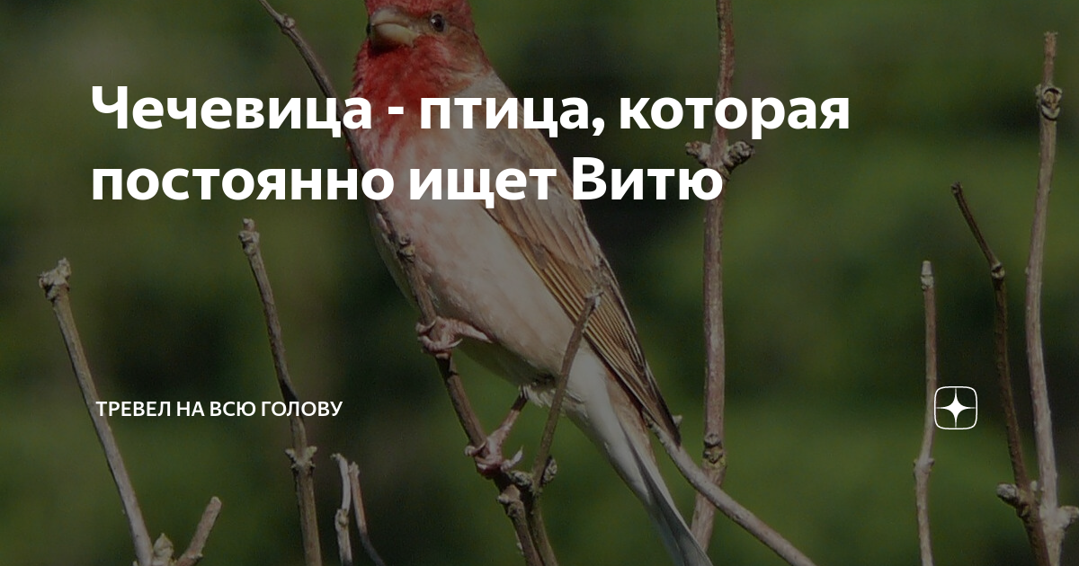 Обыкновенная чечевица - eBird