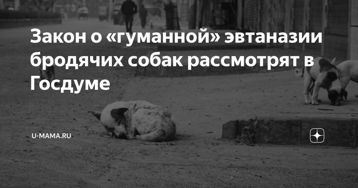 закон об эвтаназии животных. акции по защите животных. закон об эвтаназии животных. отношение к эвтаназии. отношение людей к эвтаназии.