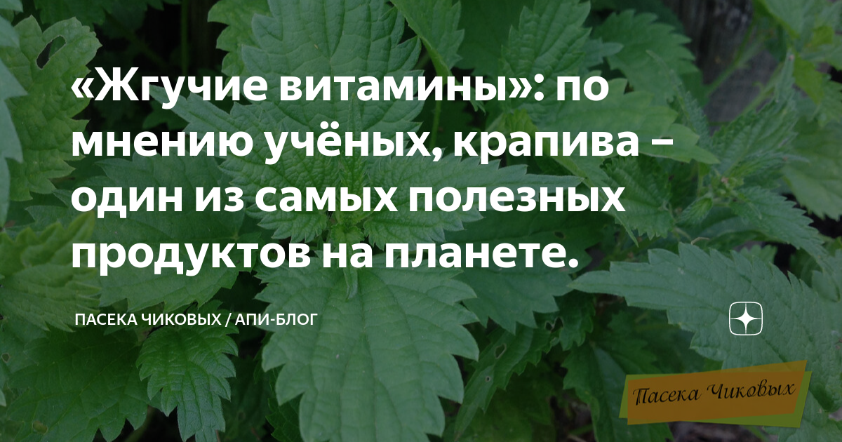 «Жгучие витамины»: по мнению учёных, крапива – один из самых полезных ...