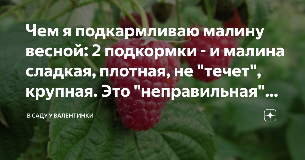 Чем лучше подкармливать малину. Чем подкормить малину весной. Когда собирают малину. Поливать малину с распылителя. Удобрение супер ягода для малины когда подкормить.