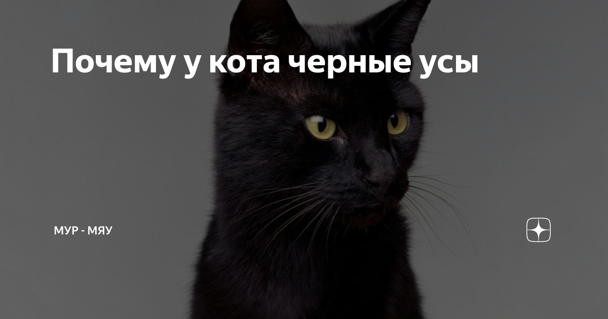 Почему у кота черные усы | Мур - Мяу | Дзен