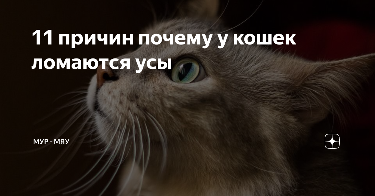Почему кошка ломается. Усики у котят. Почему кошка ломается. Для чего коту усы?. Почему кошка ломается.