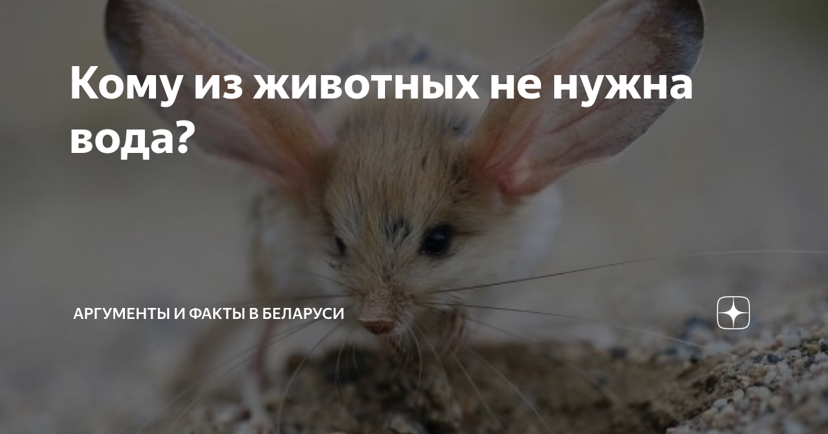 Животные не еда. Животного он не только станет. Животного он не только станет. Вегетарианство животные. Животного он не только станет.