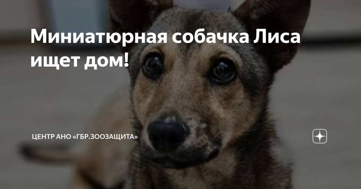 Миниатюрная собачка Лиса ищет дом! | Центр АНО «ГБР.ЗООЗАЩИТА» | Дзен