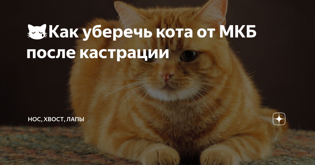 😿Как уберечь кота от МКБ после кастрации | Нос, хвост, лапы | Дзен