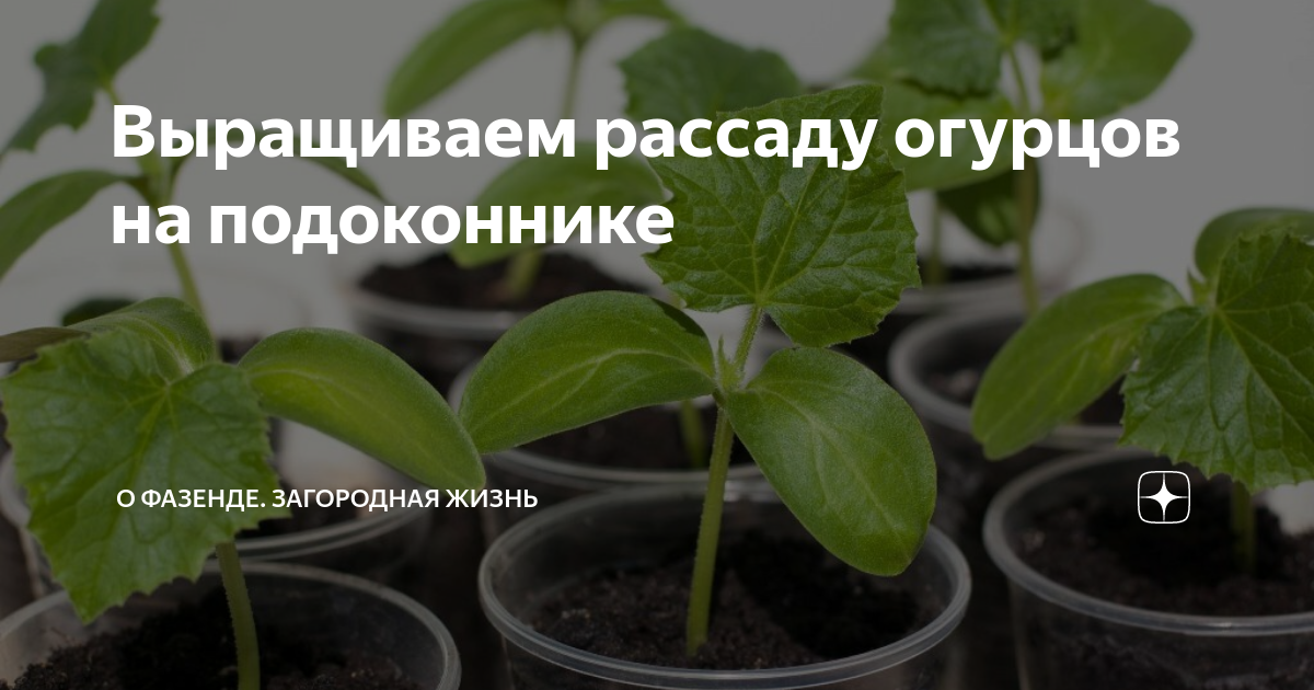 Таблица сроков посадки капусты рассаду. Когда сажать рассаду огурцов в марте 2024. Когда сажать рассаду огурцов в марте 2024. Сроки посева семян на рассаду. Огурцы в стаканчиках.