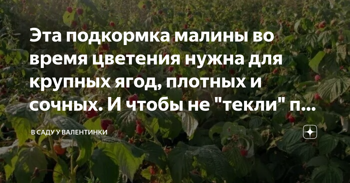 Эта подкормка малины во время цветения нужна для крупных ягод, плотных ...