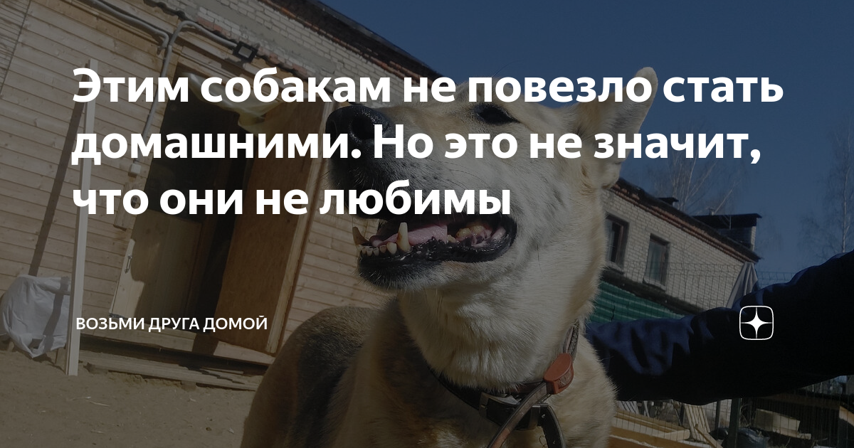 Забери друга домой. Заберите меня домой. Друг из приюта. Забери друга из приюта. Забери друга из приюта.