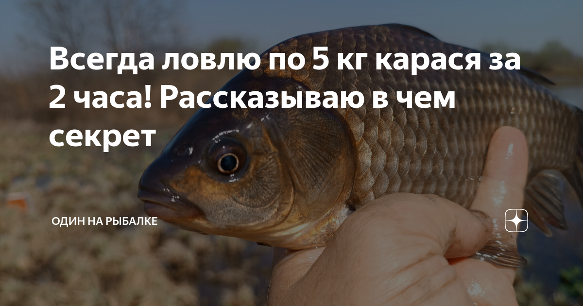 Шуточная открытка рыбаку. Всегда ловлю. Ловля карася около серпухова. Цитаты про рыбалку. Всегда ловлю.