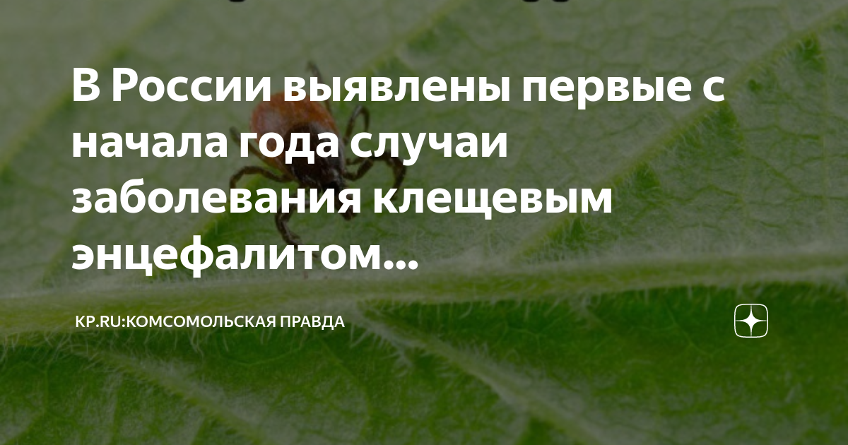 В России выявлены первые с начала года случаи заболевания клещевым энцефалитом