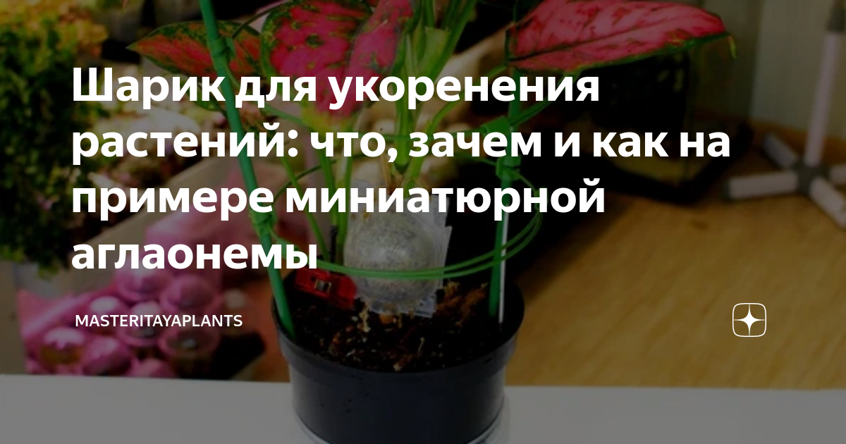 Шарик для укоренения растений: что, зачем и как на примере миниатюрной ...