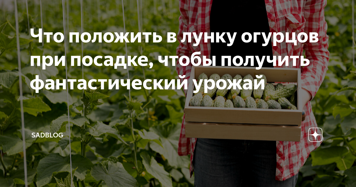 Май посадка огурцов благоприятные. Посадка огурцов в открытый грунт семенами. Когда сажать огурцы на рассаду. Огурцы на рассаду когда. Лучшие дни для посадки огурцов.