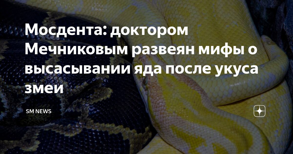 Самые опасные змеи в России для человека. Не ядовитые змеи.