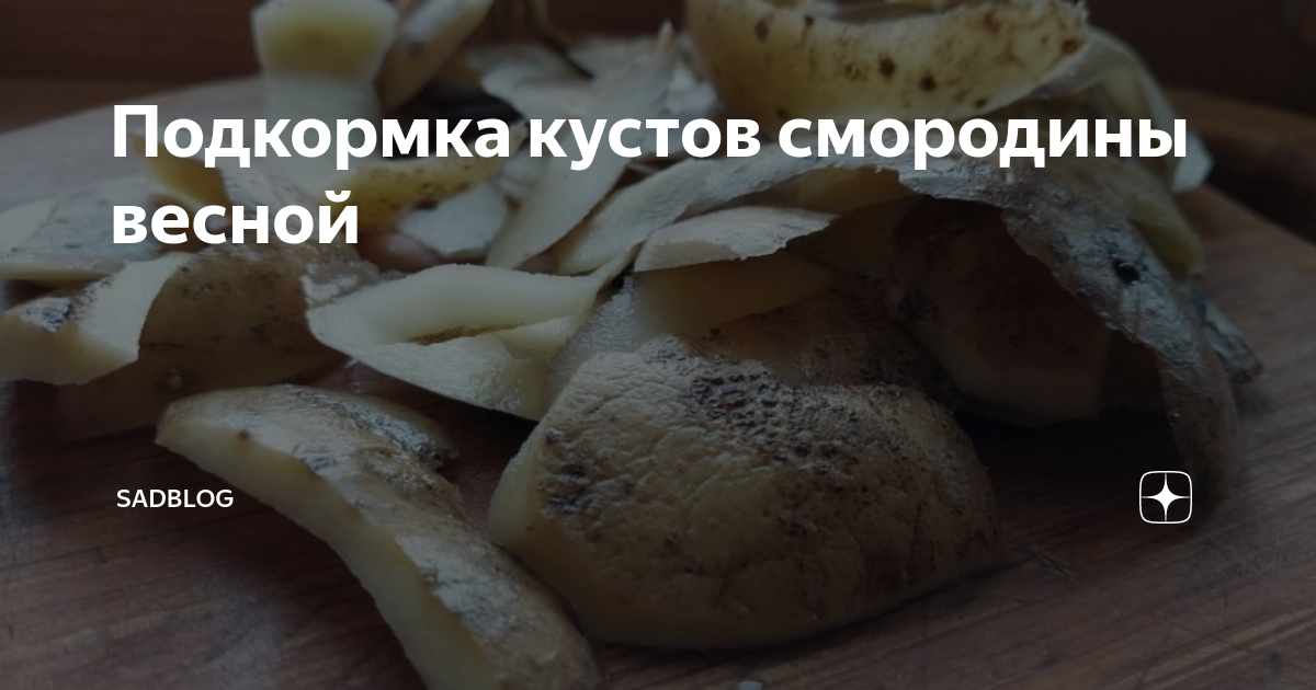 Подкормка кустов смородины весной | SadBlog | Дзен