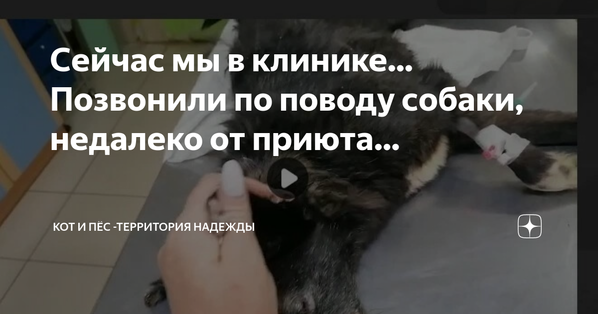 хабаровск приют для бездомных собак. кот и пес территория надежды дзен. бурятская собака. кот и пес территория надежды дзен. кот и пес территория надежды дзен.