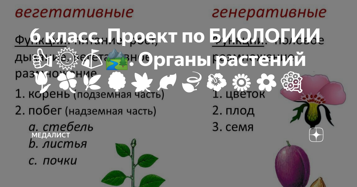 Картинки части растений для детей 1 класса (35 картинок) 😅 спа-гармония.рф