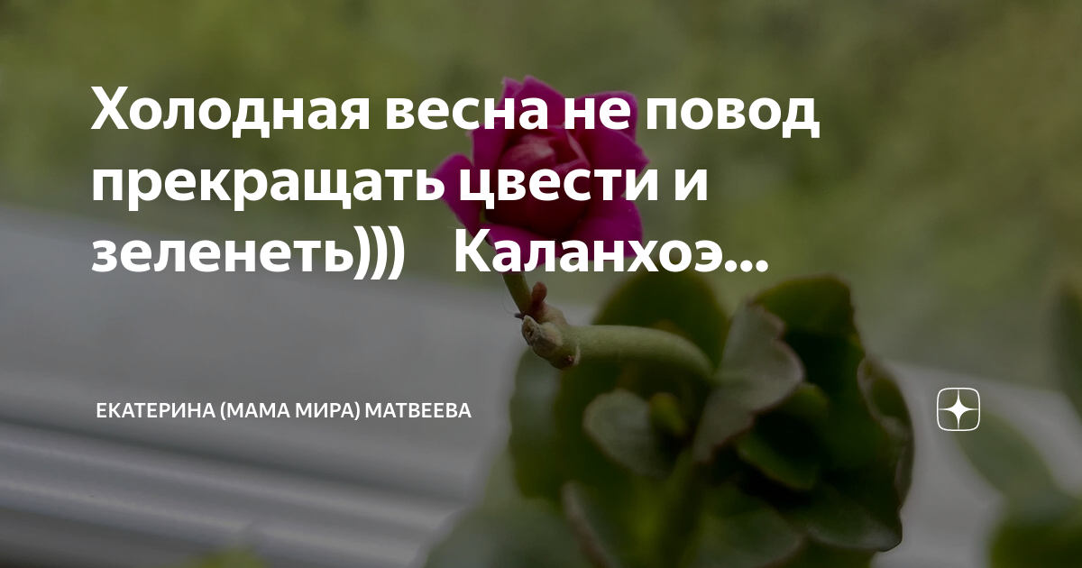 Как подстричь каланхоэ чтобы он цвел