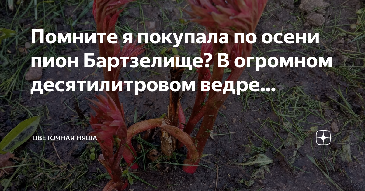 Канал цветочная няша дзен. Канал цветочная няша дзен. Канал цветочная няша дзен. Канал цветочная няша дзен. Канал цветочная няша дзен.