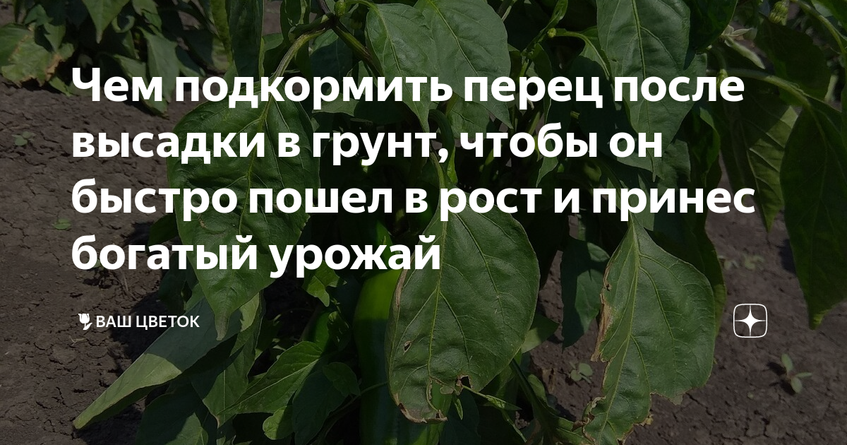 Чем подкормить перец для роста