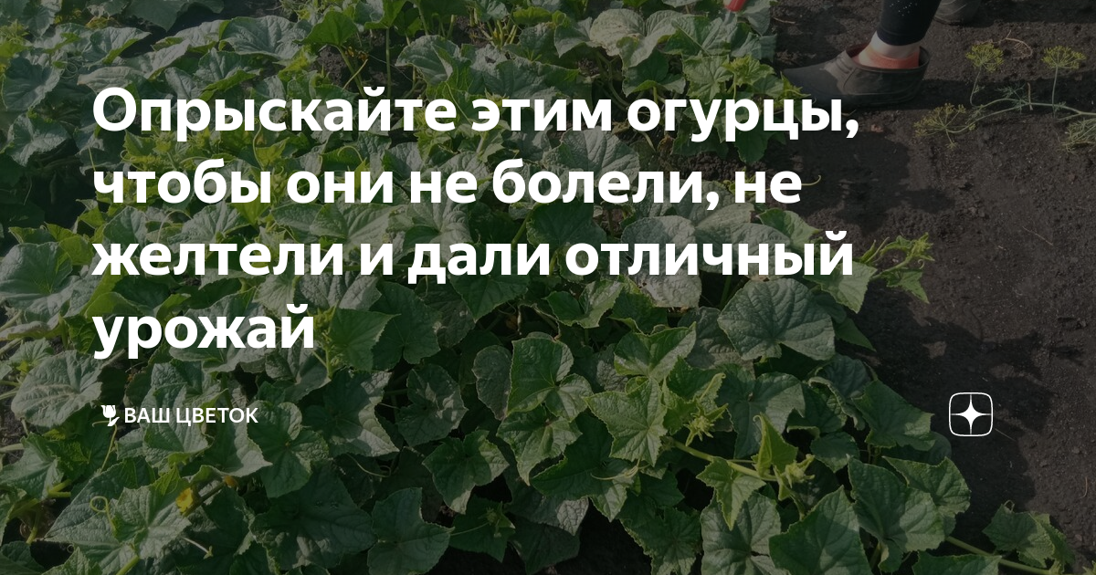 Болезни и вредители огурцов: описание, фото листьев, лечение, способы борьбы