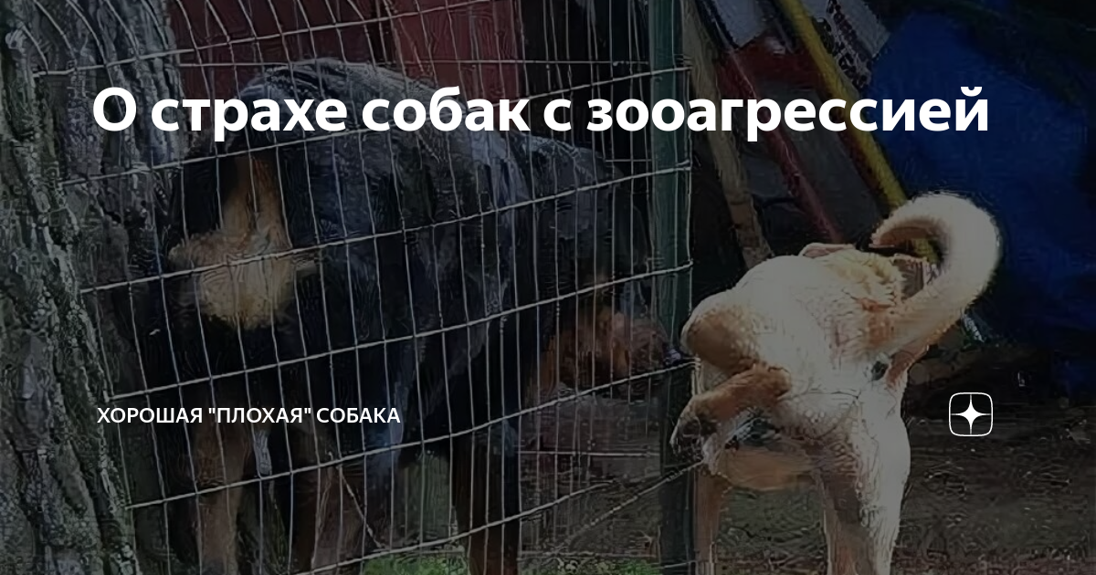 как побороть страх одиночества у собаки