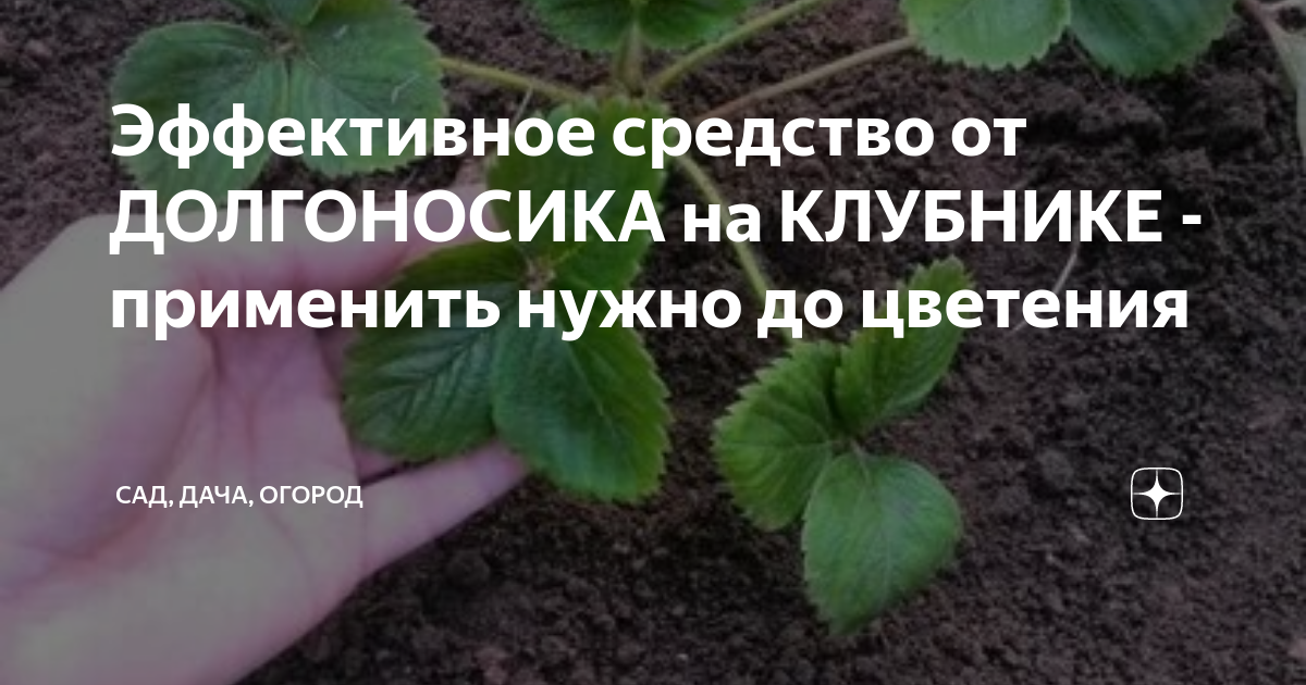 Эффективное средство от ДОЛГОНОСИКА на КЛУБНИКЕ - применить нужно до ...