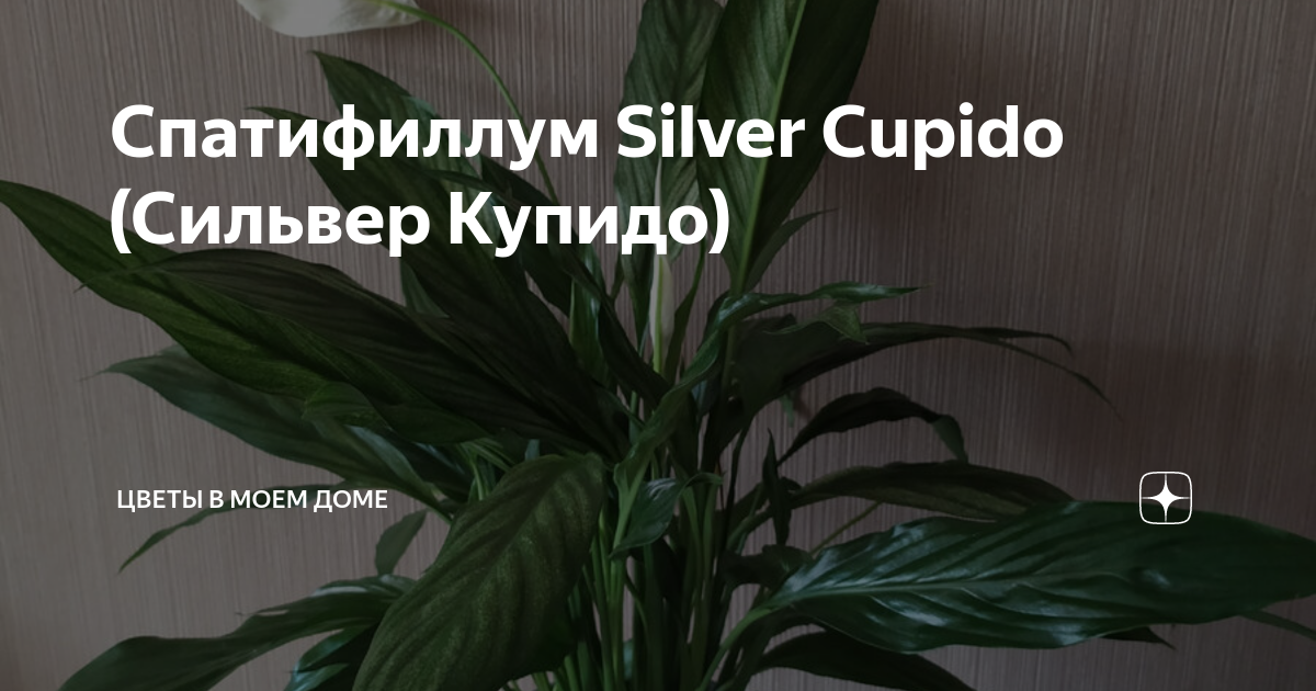 Спатифиллум Silver Cupido (Сильвер Купидо) | Комнатный сад | Дзен