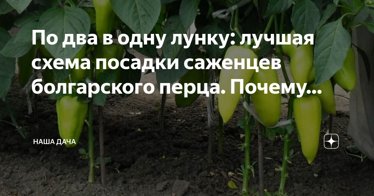 Что насыпать в лунку при посадке перца. Посадка перца по 2 в одну лунку. помидоры в июне. сажаем болгарский перец. подкормка томатов в июне.
