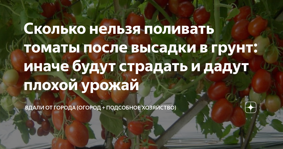 Сколько дней растут помидоры. Правила ухода за помидорами. Хороший день на высадку помидор в огород. Дата высадки помидоров.