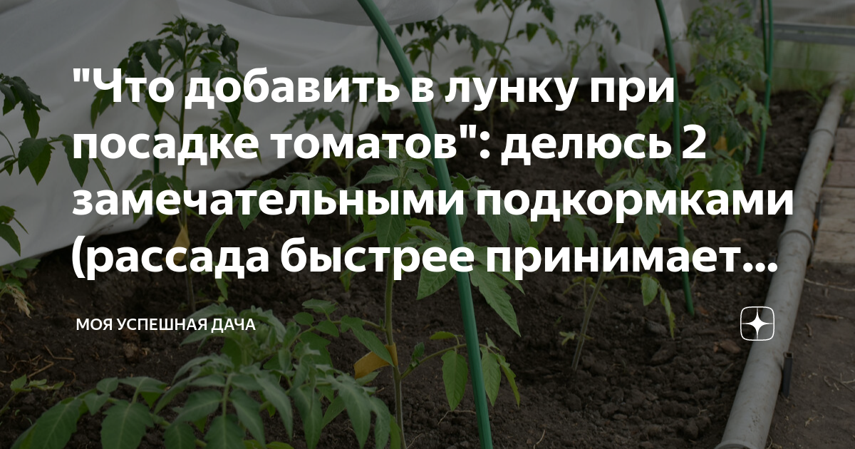 Что положить в лунку при посадке томатов. Когда сажать помидоры. Удобрение при посадке томатов в грунт. Подкормка для помидор рассады после пересадки. Подкормка для рассады помидор для роста и толщины.