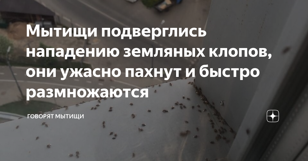 Мытищи подверглись нападению земляных клопов, они ужасно пахнут и ...
