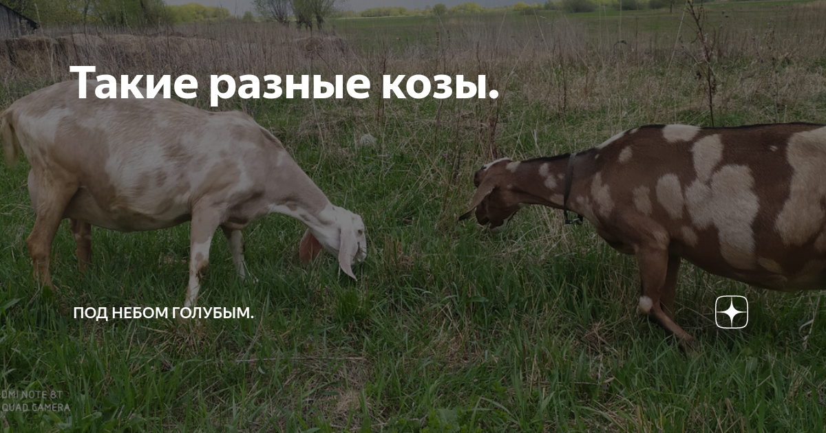 Такие разные козы. | Под небом голубым. | Дзен